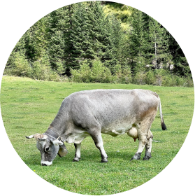 cow eating grass in the field